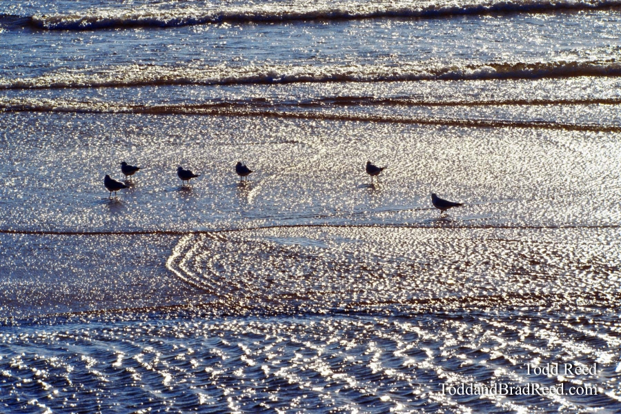 Shimmering Seagulls