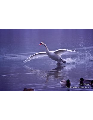 Beautiful Landing