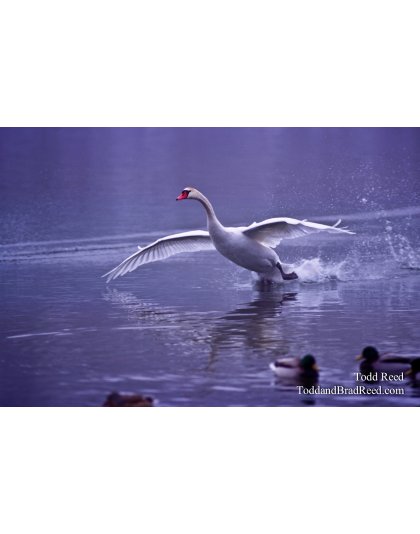 Beautiful Landing
