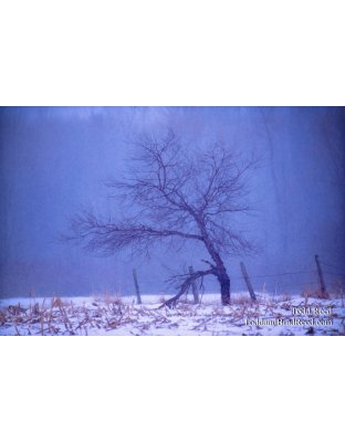 Walking Tree