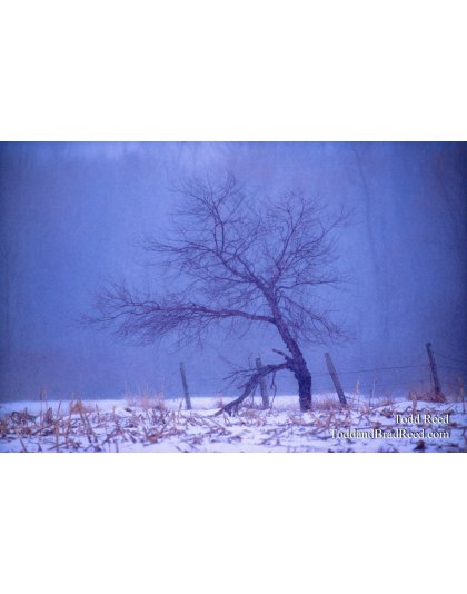 Walking Tree
