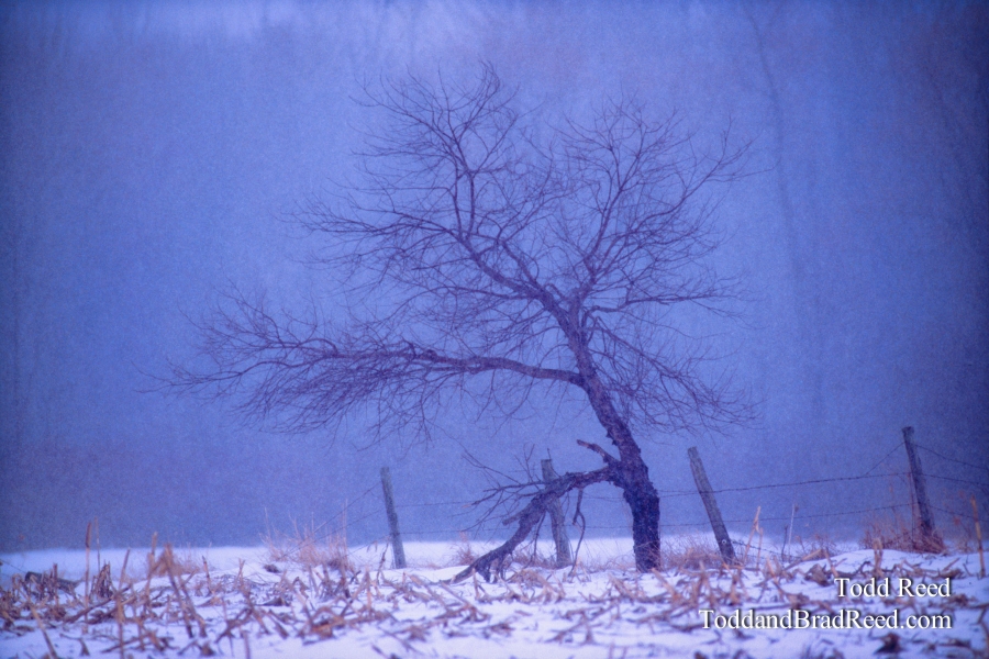 Walking Tree