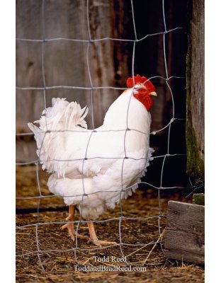Regal Chicken