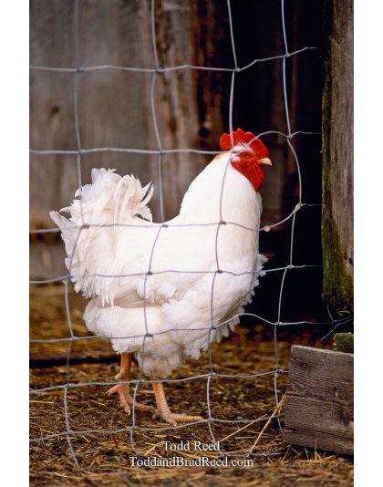 Regal Chicken