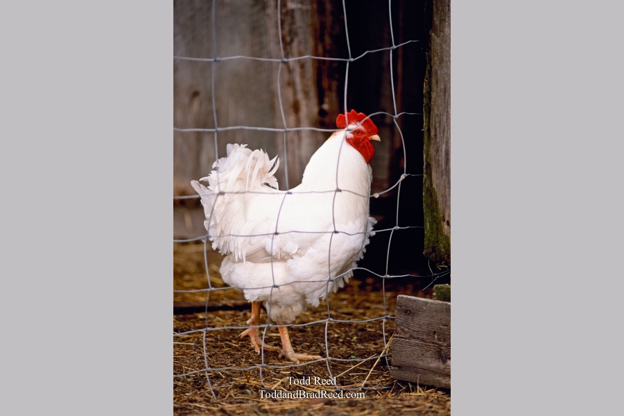 Regal Chicken