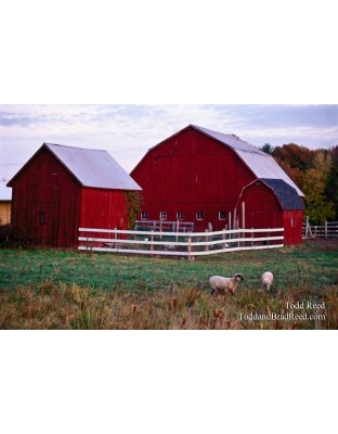 Pastoral Scene