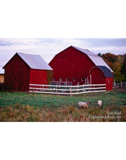 Pastoral Scene