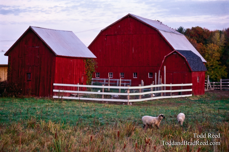 Pastoral Scene
