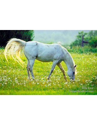 Dream Horse