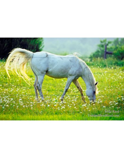Dream Horse