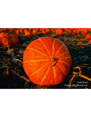 Great Pumpkin