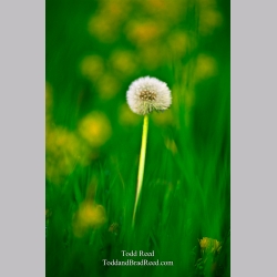 Dandy Dandelion