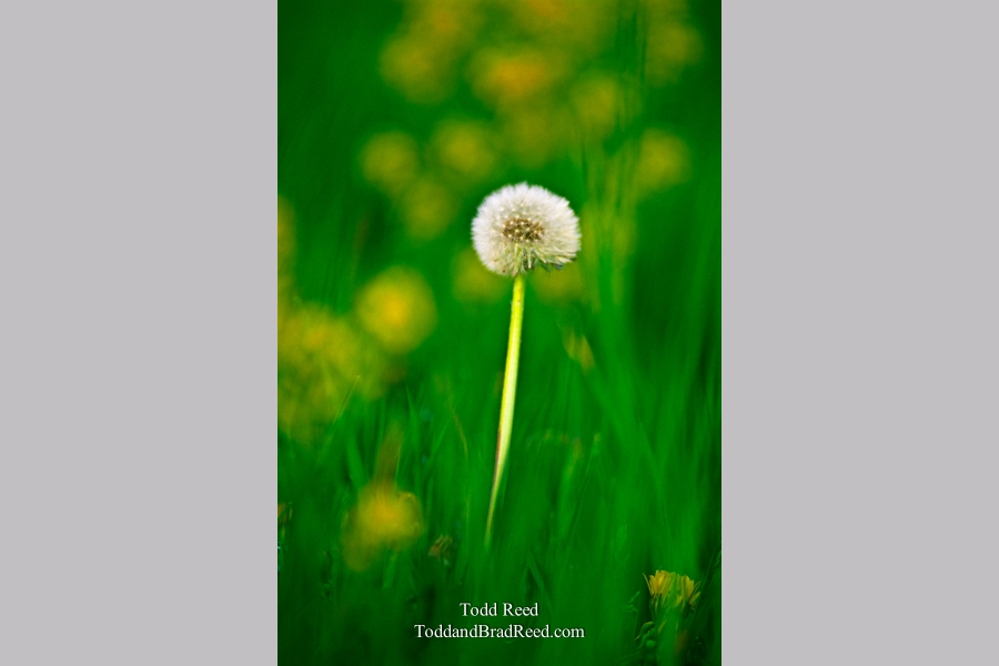 Dandy Dandelion