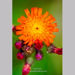 Orange Rush