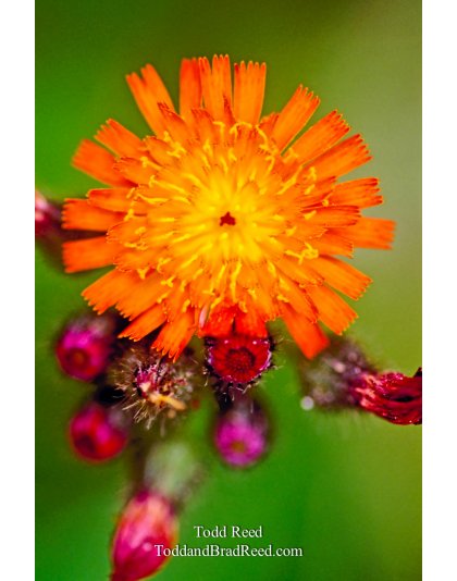 Orange Rush