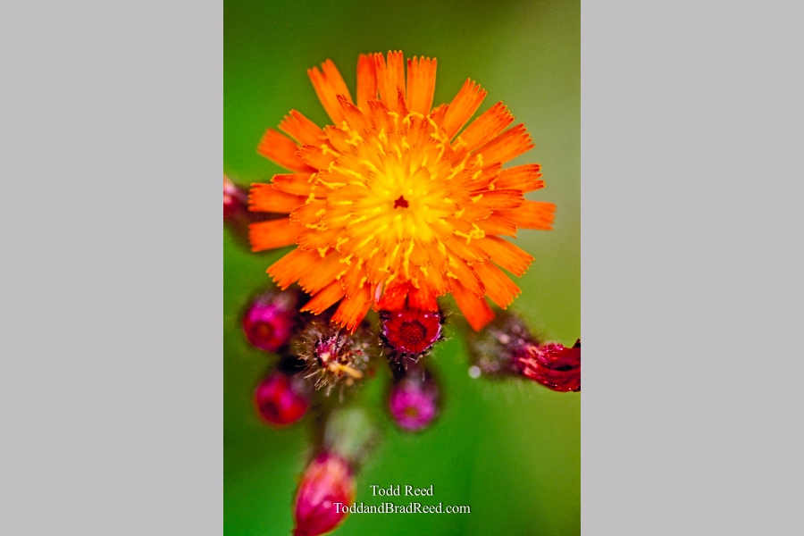 Orange Rush