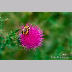 Bumblebee Weed