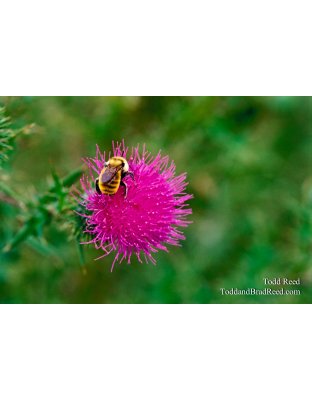 Bumblebee Weed