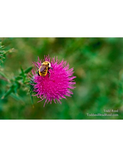 Bumblebee Weed