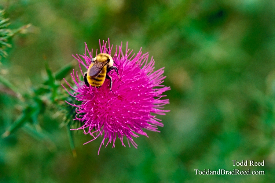 Bumblebee Weed