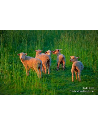 Wool Light