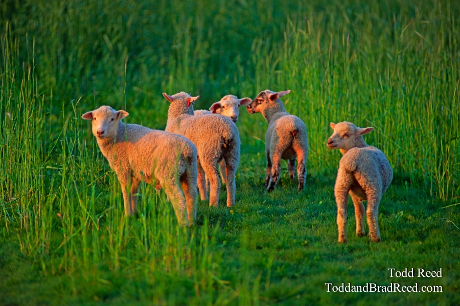 Wool Light