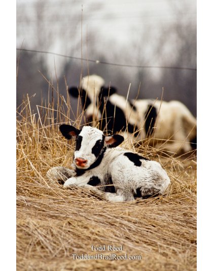 Newborn