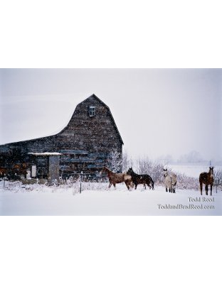 Horse Country