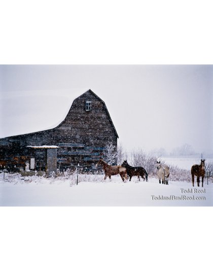 Horse Country