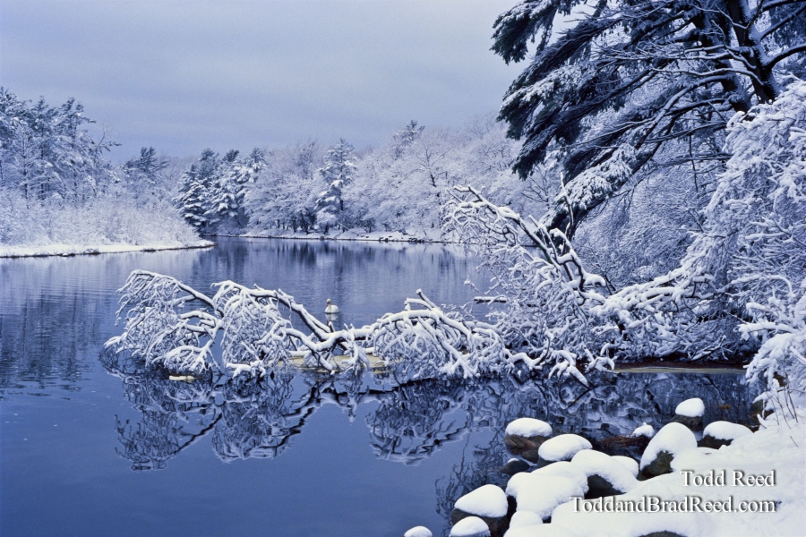Winter Wonderland