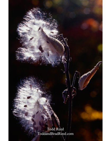 Fluffy