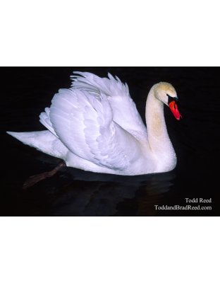 Black Water Swan