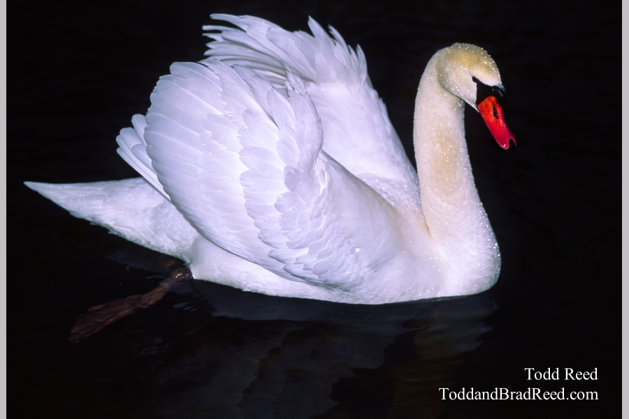 Black Water Swan