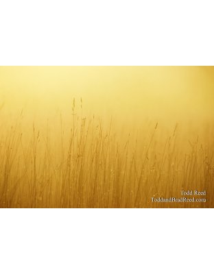 Morning Dew