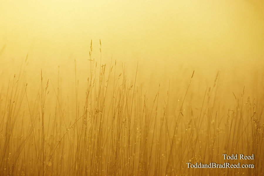 Morning Dew