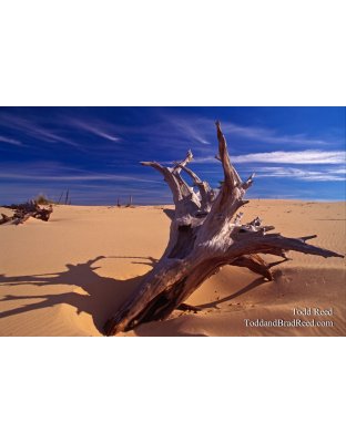 Dune Sculpture