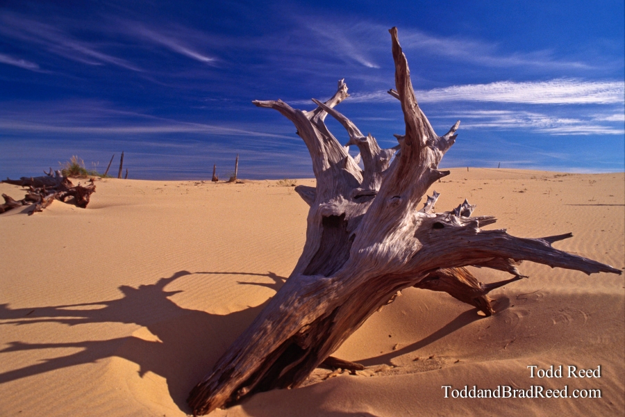 Dune Sculpture