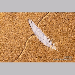 Feather In the Sand
