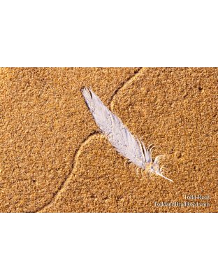 Feather In the Sand