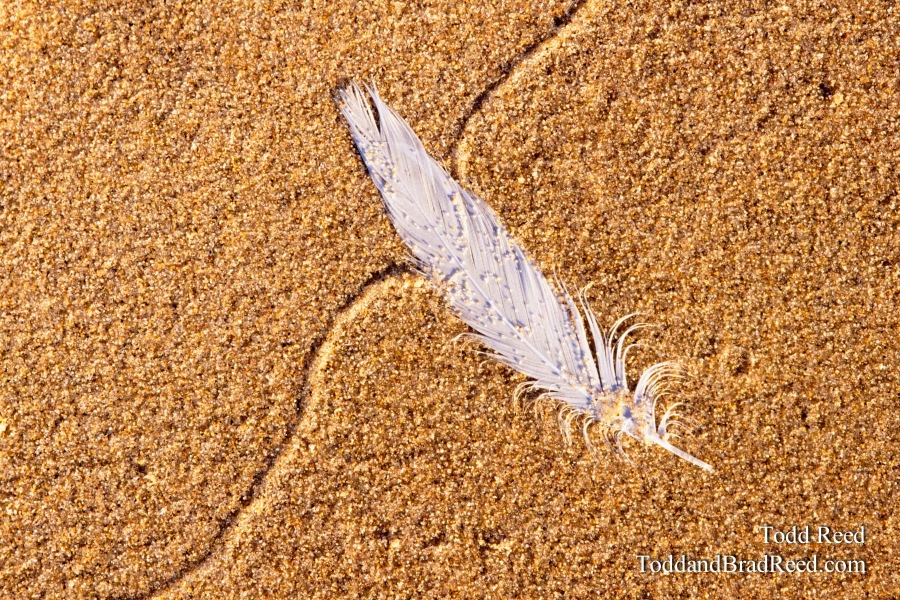 Feather In the Sand