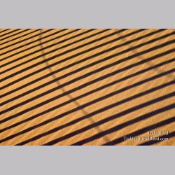 Lines In the Sand