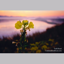 Primrose Morning