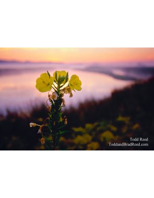 Primrose Morning