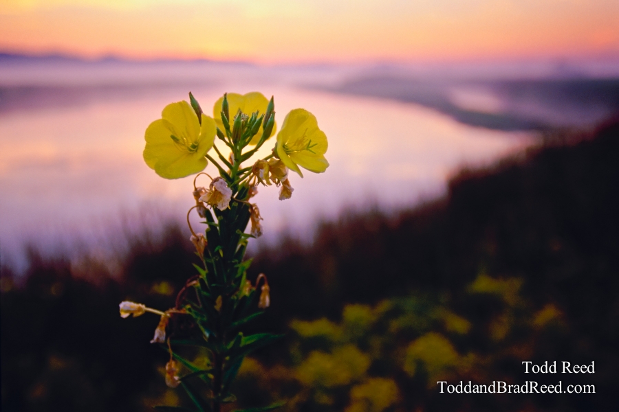 Primrose Morning