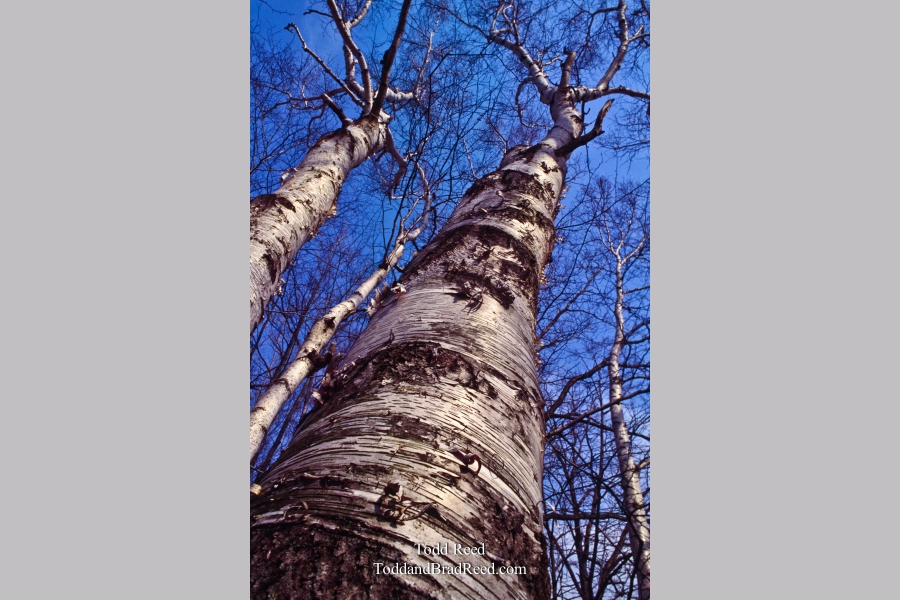 Michigan Birch