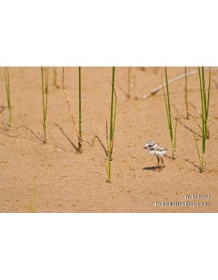 Rare Bird