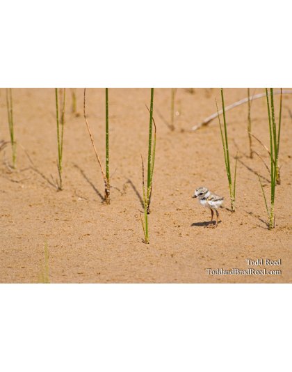 Rare Bird