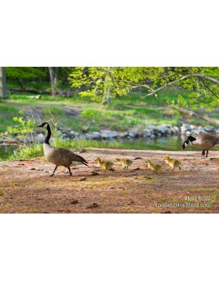Springtime Parade