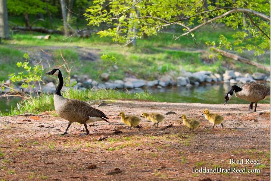 Springtime Parade
