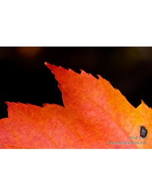 Explosion of Color